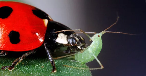 Aphids: Damage and control - in detail