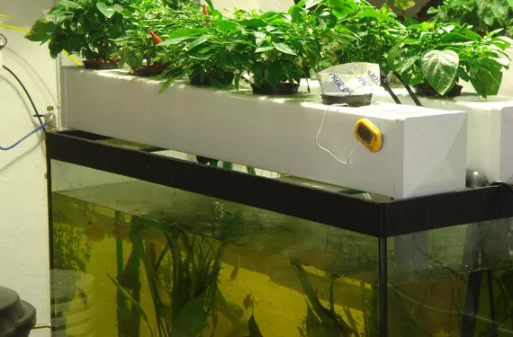 Aquaponics filter fish store tank