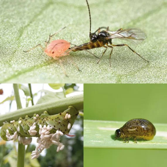 Parasitic wasps: Part 1 - Pests & Diseases