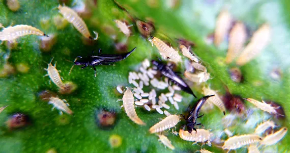 Comment éliminer les thrips sur vos plantes rapidement ?