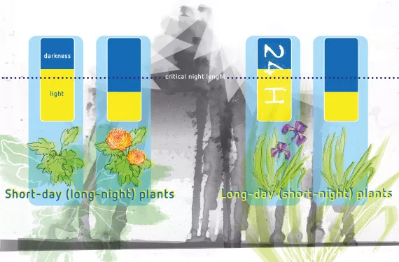 The effect of red and far red light on flowering