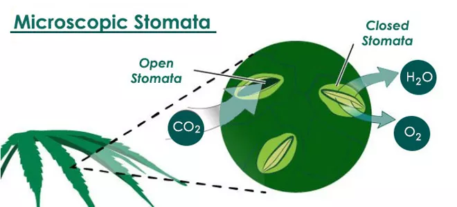 6 Ways To Stress Your Cannabis Plants For Higher Potency And Yield