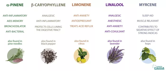 Traditional plants that engage the endocannabinoid system and their medicinal potential