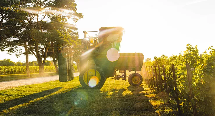 MEET Andrew Sullivan, Vineyard Manager at  Pearl Morrisette Winery in Niagara, Ontario